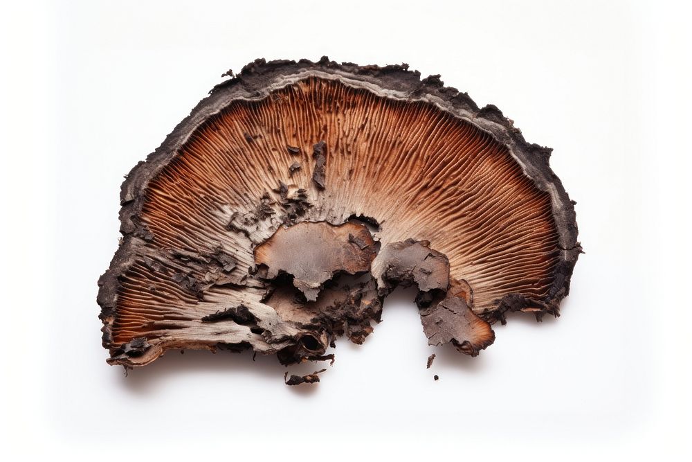 Mushroom slice with brunt fungus white background textured.
