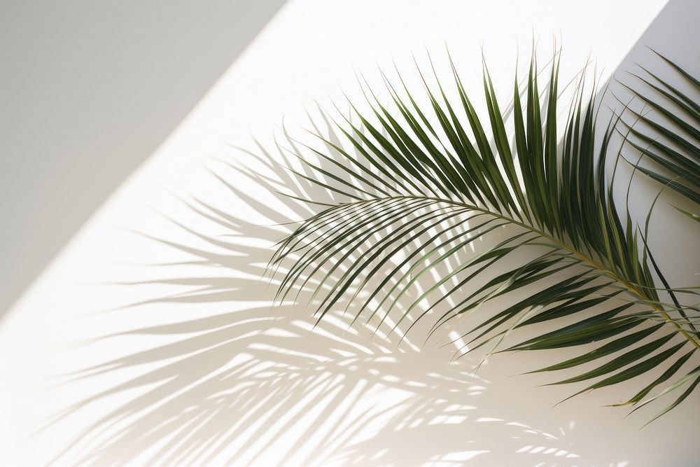 Palm leaves backgrounds nature shadow. AI generated Image by rawpixel.