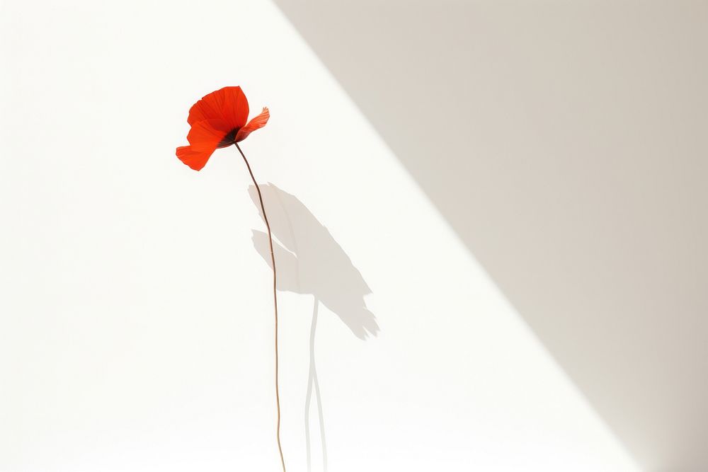 Poppy flower shadow petal. AI generated Image by rawpixel.