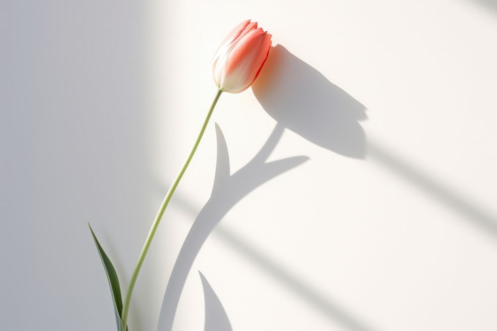Tulip flower shadow petal. AI generated Image by rawpixel.