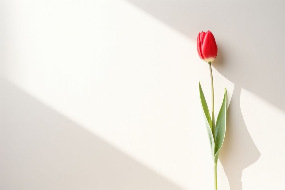 Tulip flower petal plant. AI generated Image by rawpixel.