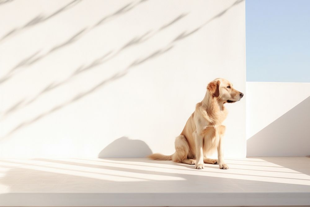Cute golden retriever animal mammal shadow. AI generated Image by rawpixel.
