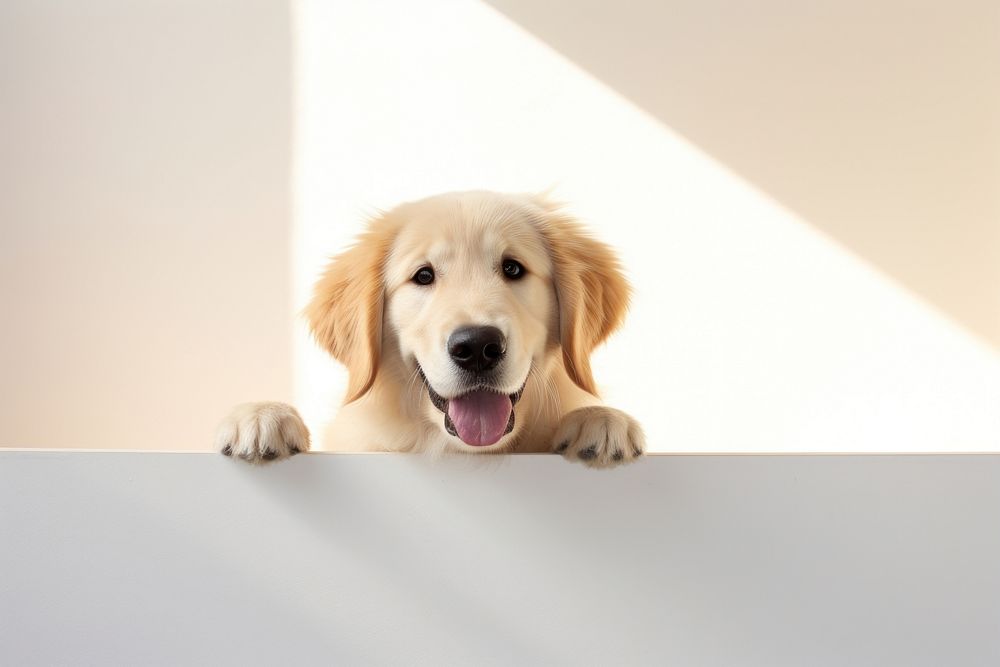 Cute golden retriever animal mammal puppy. AI generated Image by rawpixel.