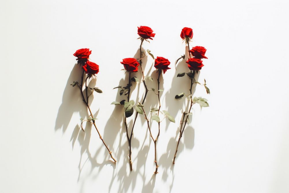 Hand holding red roses flower petal plant. 