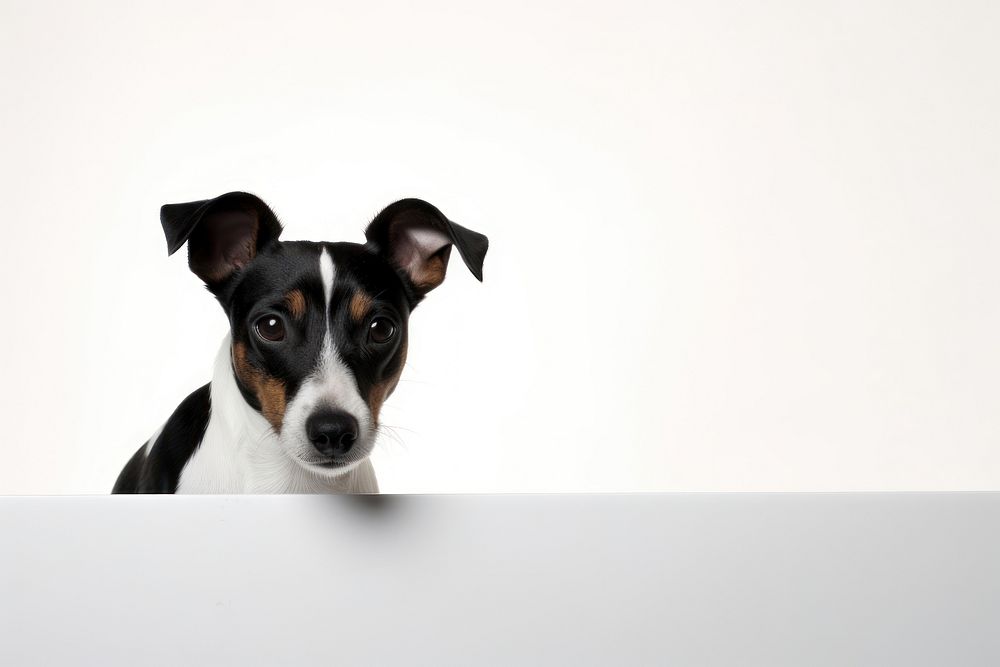 Jack russell mammal animal puppy. AI generated Image by rawpixel.