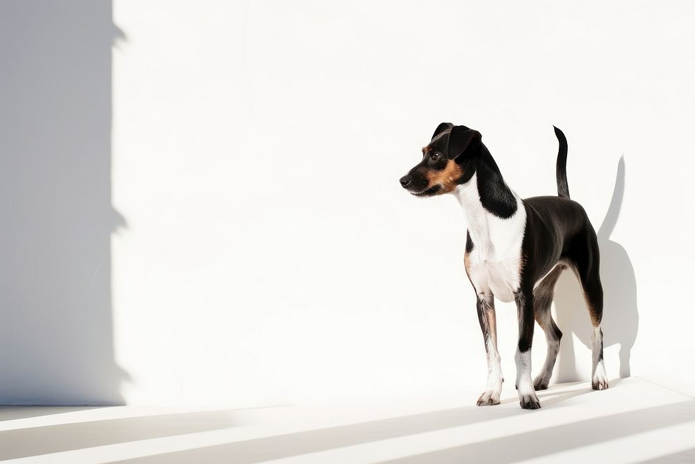 Jack russell pointer animal mammal. AI generated Image by rawpixel.