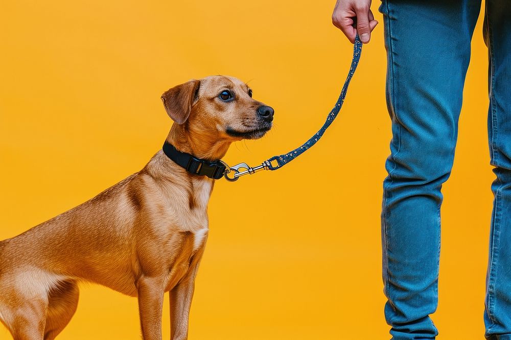 Dog mammal animal leash.