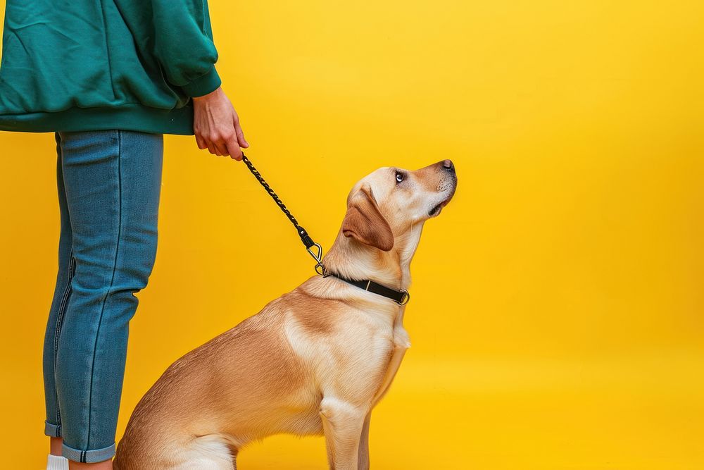 Dog mammal animal leash.