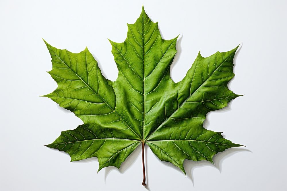  Leaf leaf maple plant. AI generated Image by rawpixel.