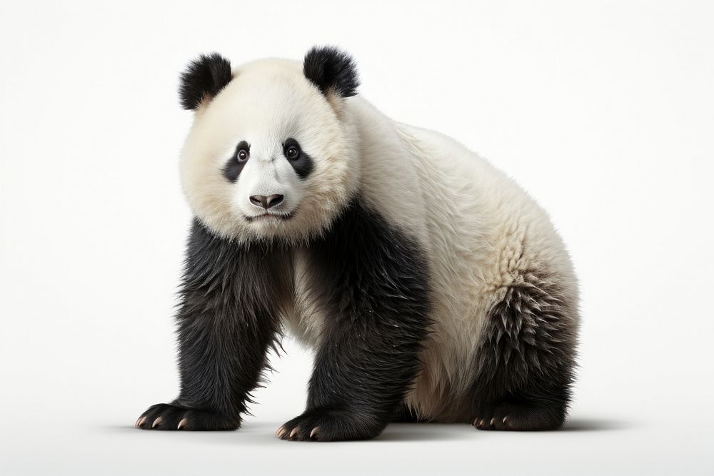  Panda wildlife animal mammal. AI generated Image by rawpixel.