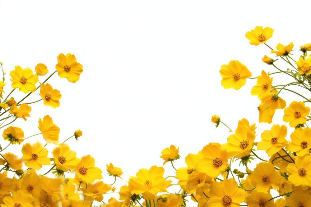 Background of Yellow flower border backgrounds outdoors blossom.