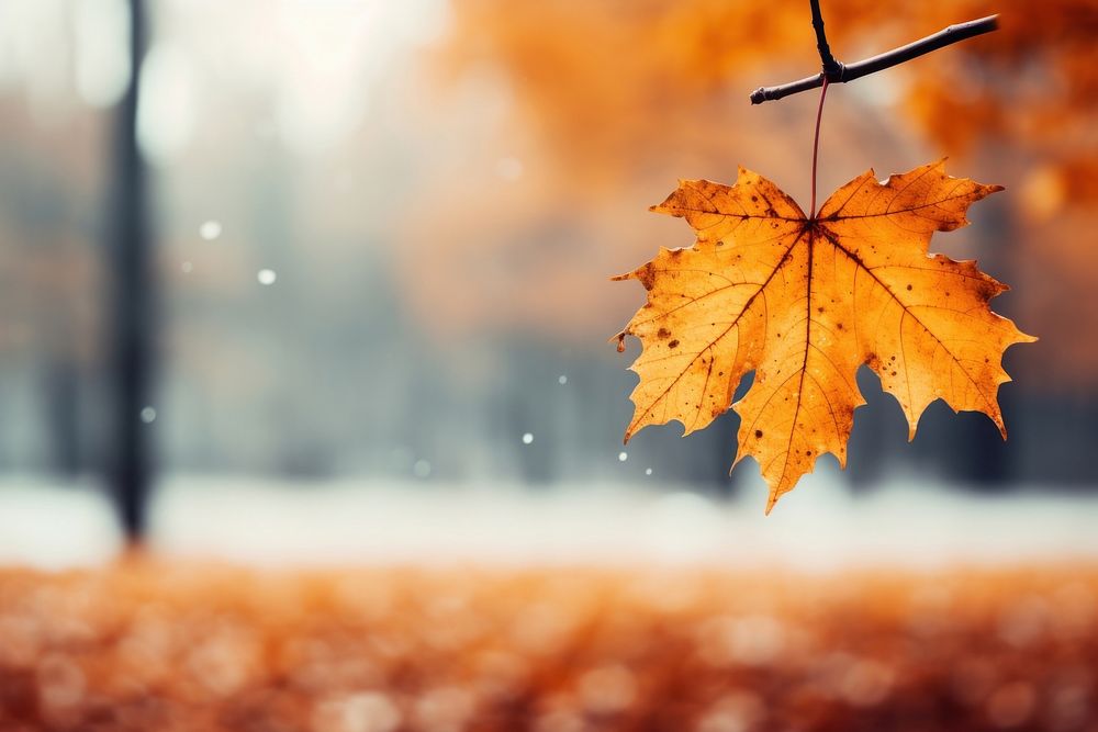 Background in autumn plant leaf tree. AI generated Image by rawpixel.