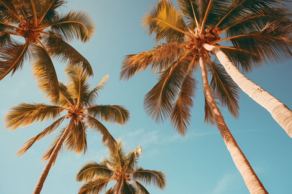 Big palm trees in the Hawaii outdoors nature summer. AI generated Image by rawpixel.