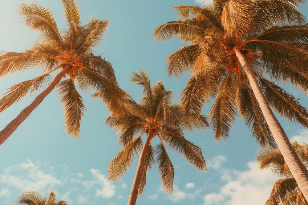 Big palm trees in the Hawaii outdoors nature summer. AI generated Image by rawpixel.
