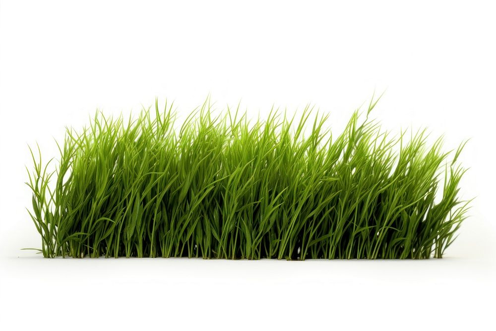 A filed of grass plant lawn agriculture.