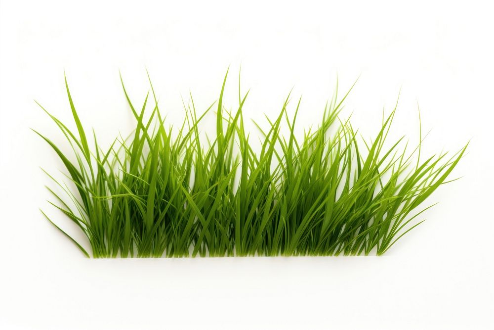 A grass plant green lawn.