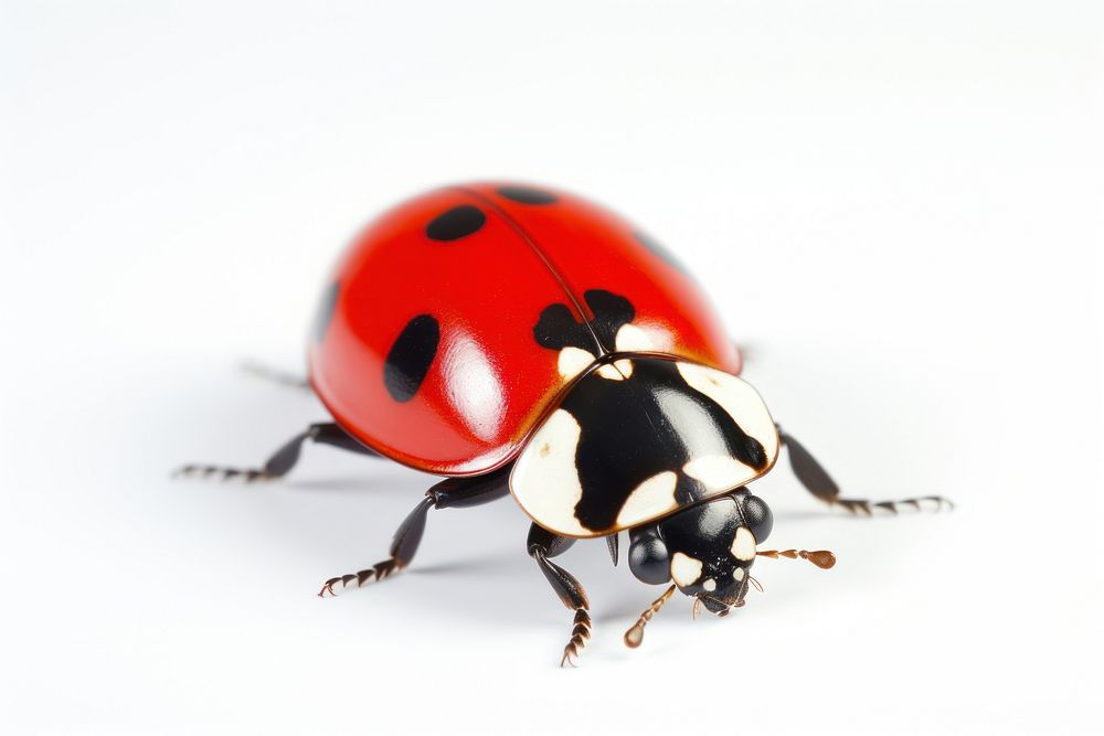 Ladybug ladybug animal insect.