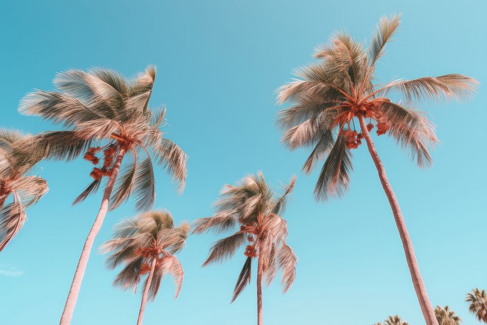 Palm trees in the beach outdoors nature summer. AI generated Image by rawpixel.