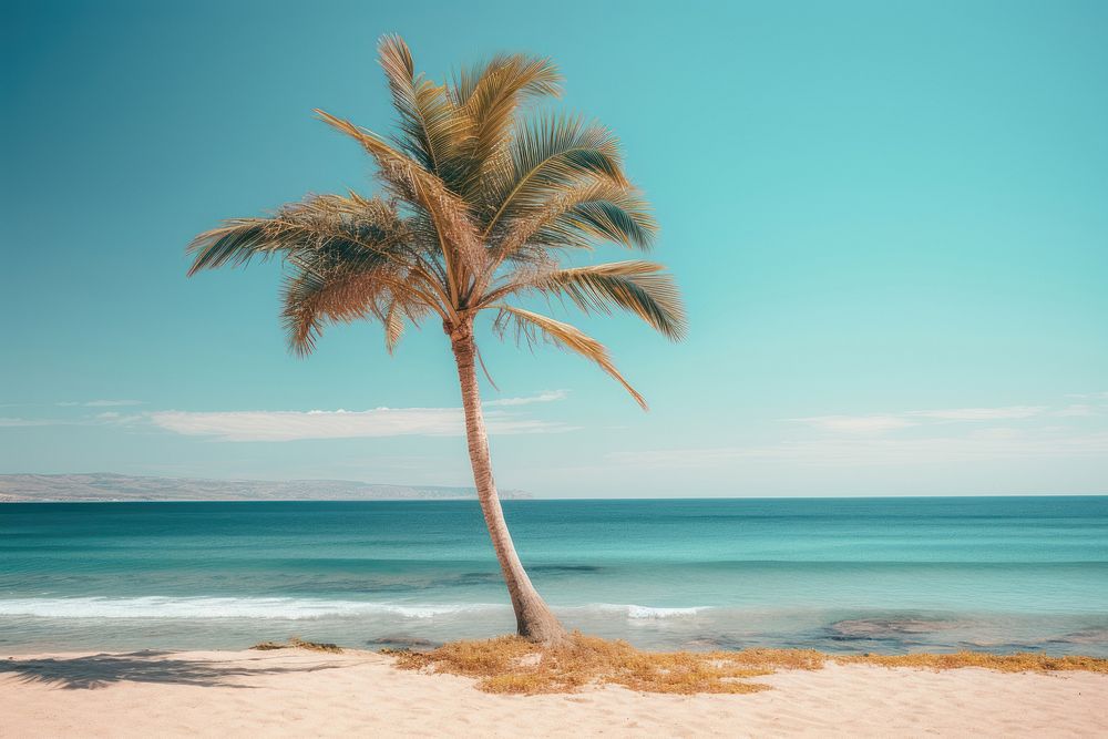 Plam tree in the beach outdoors horizon nature. AI generated Image by rawpixel.