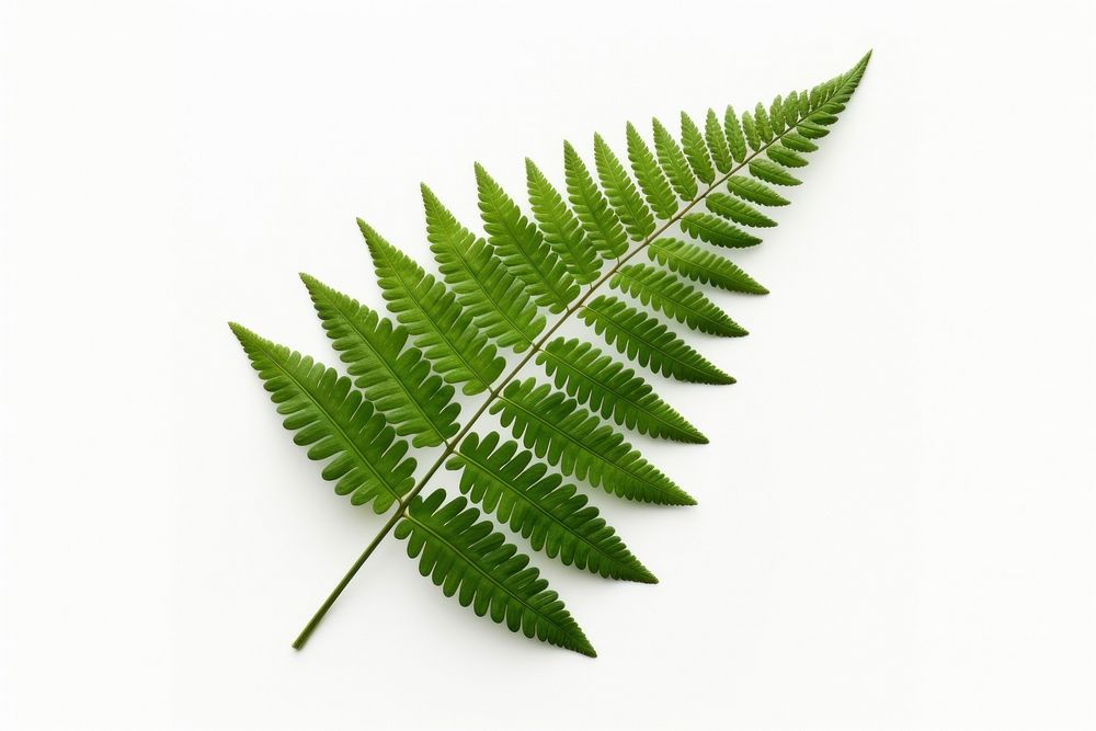 Japanese Painted Fern leaf fern plant white background.