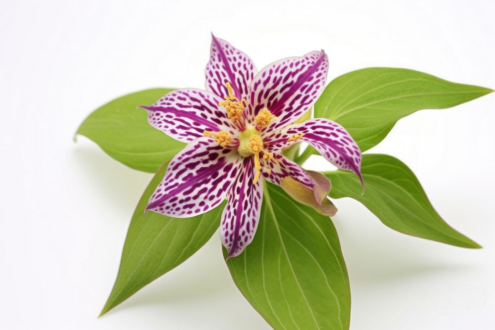 Japanese Toad Lily flower petal plant.