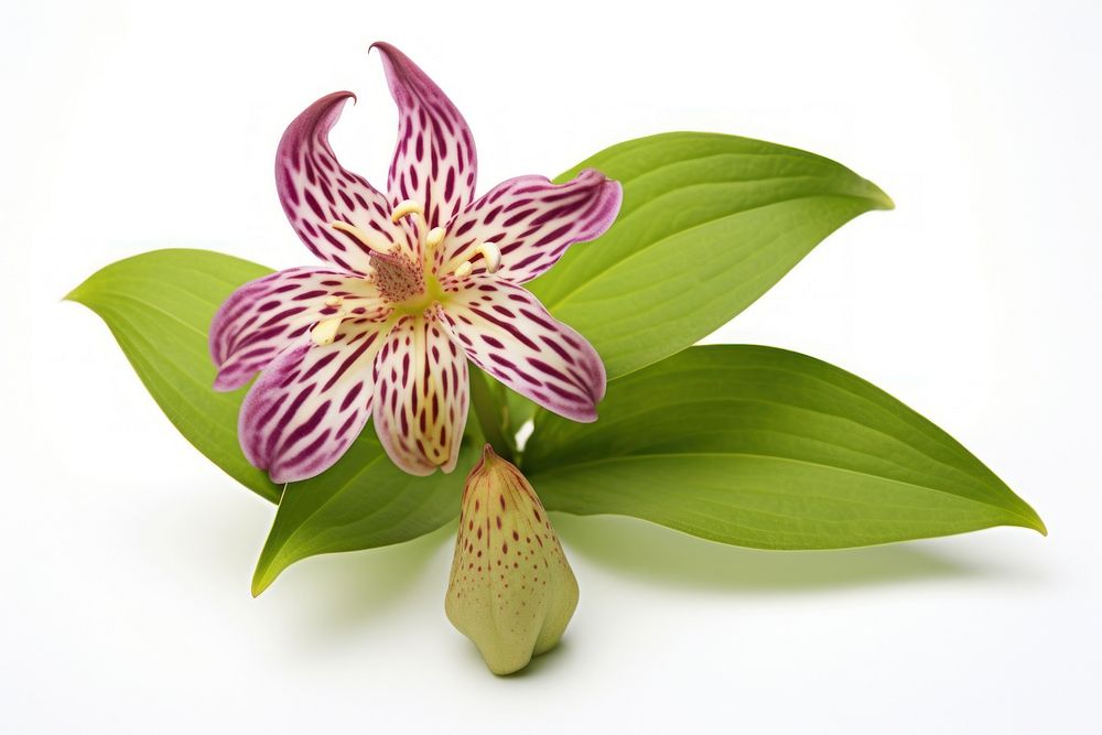 Japanese Toad Lily orchid flower petal.