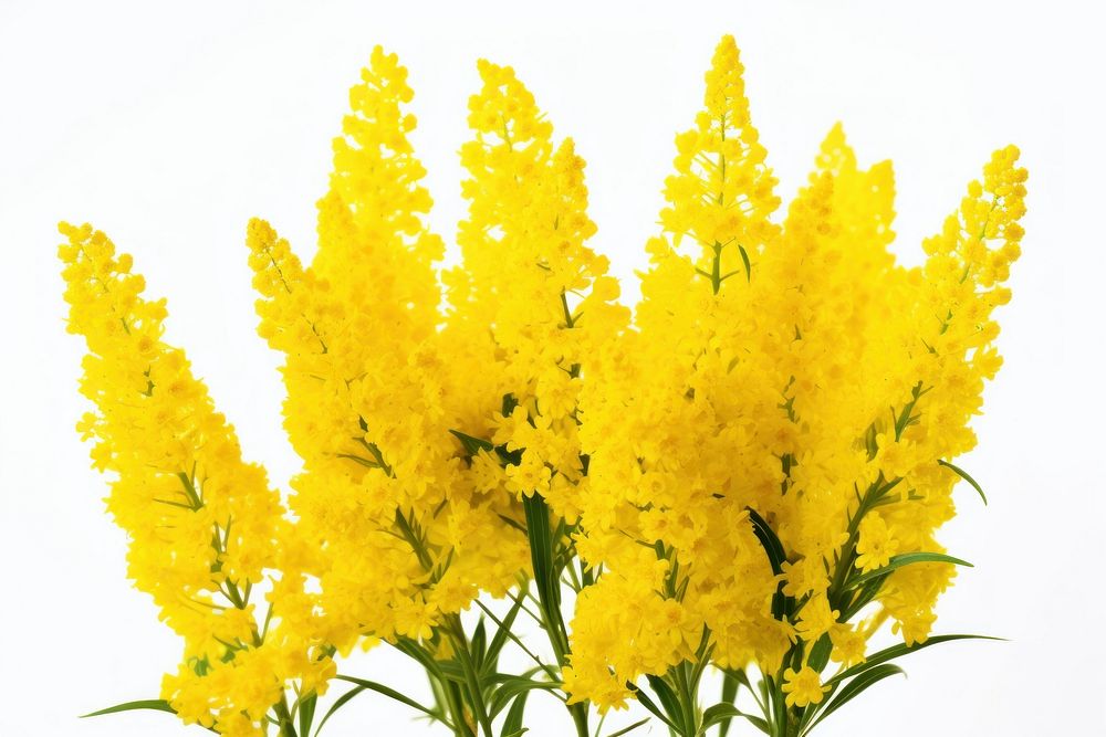 Yellow Goldenrod flowers blossom yellow plant.