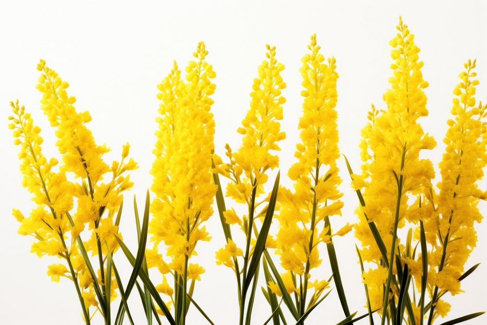Yellow Goldenrod flowers blossom yellow plant.