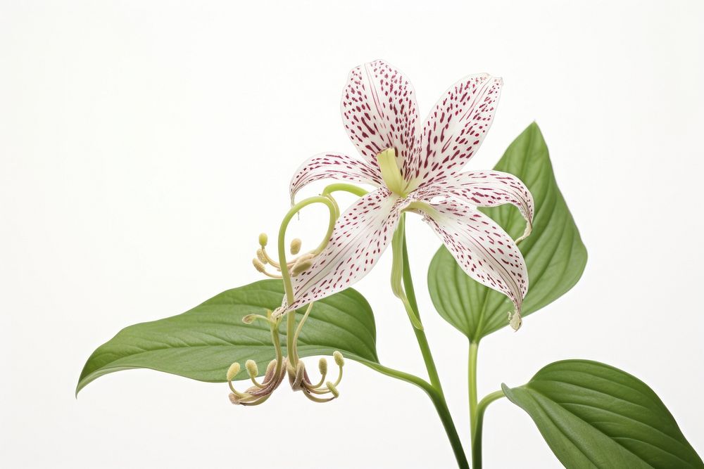 Japanese toad lily flower plant freshness.