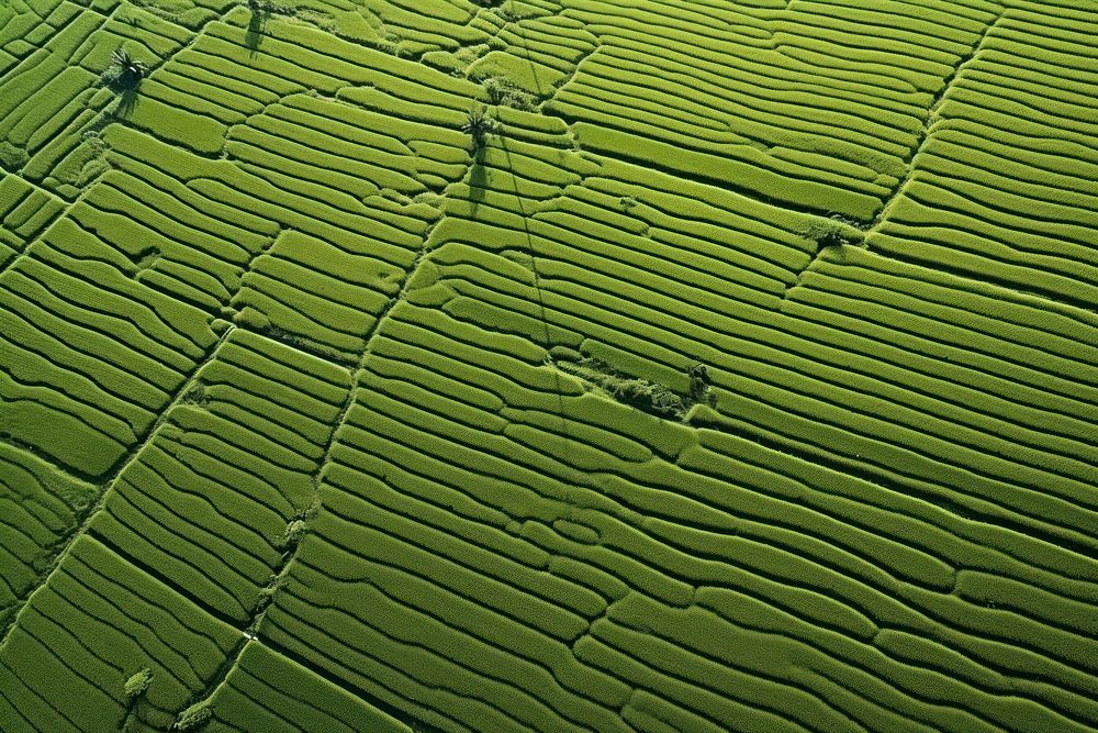 Rice field outdoors nature land.