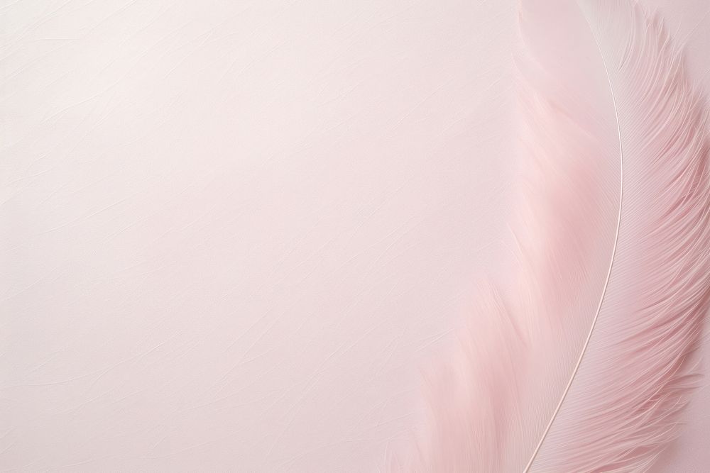 Feather pink pastel backgrounds feather lightweight.