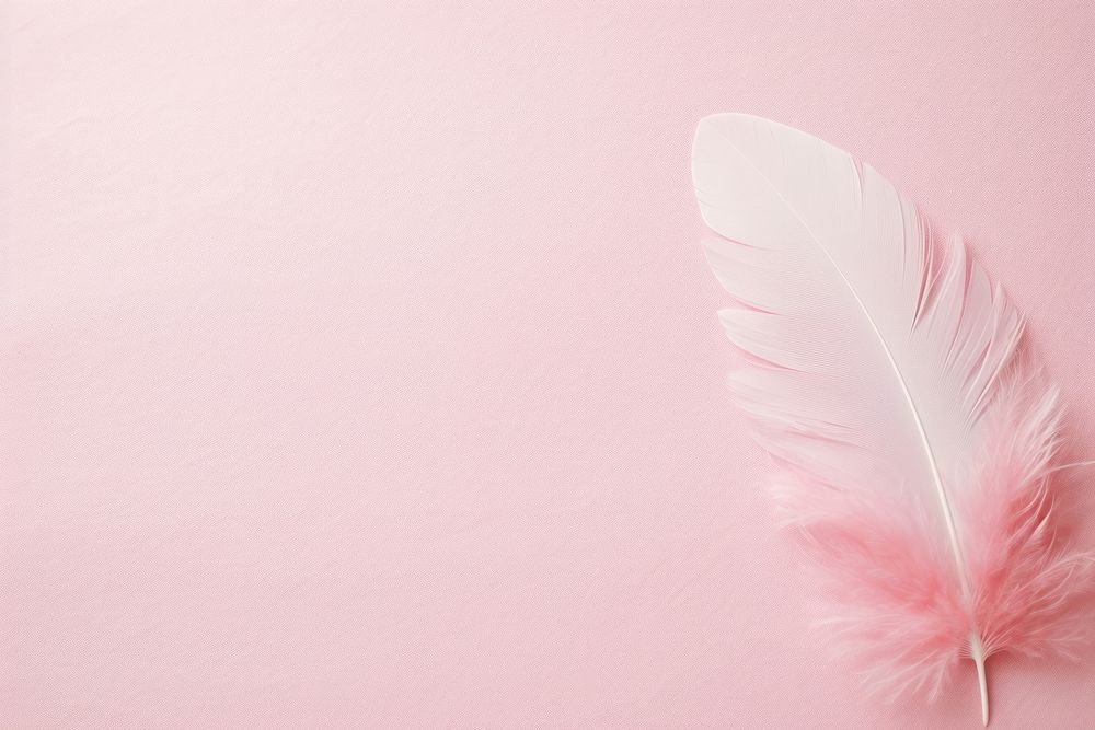Feather pink pastel backgrounds feather lightweight.