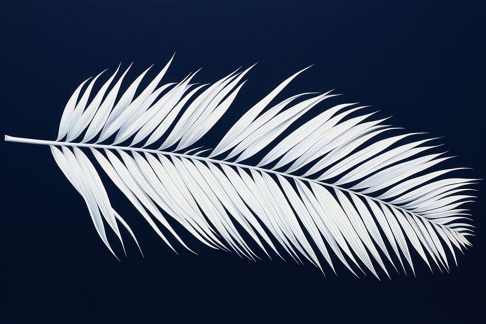 Palm leaves nature plant leaf.