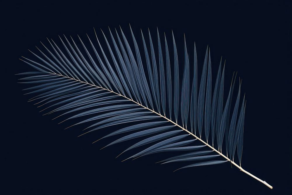 Palm leaves outdoors pattern nature.