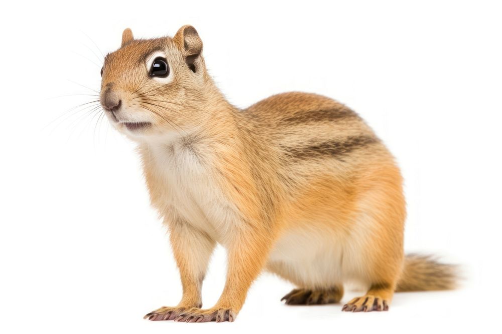 Ground squirrel animal mammal rodent.