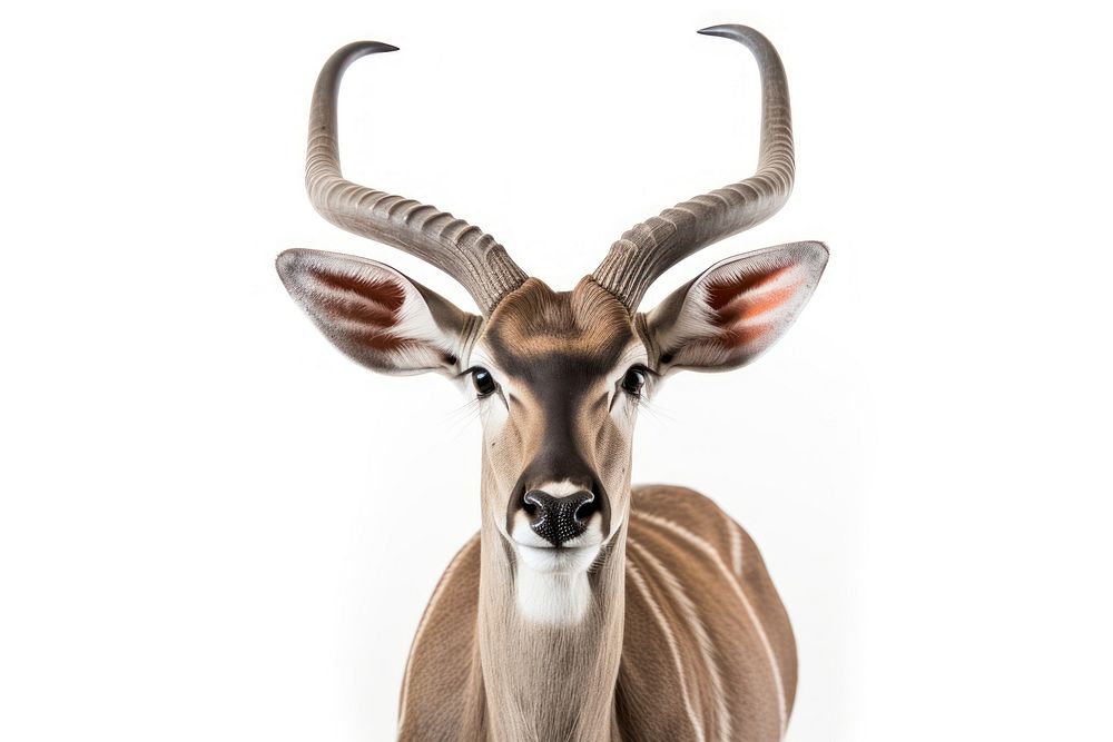 Kudu wildlife animal mammal.