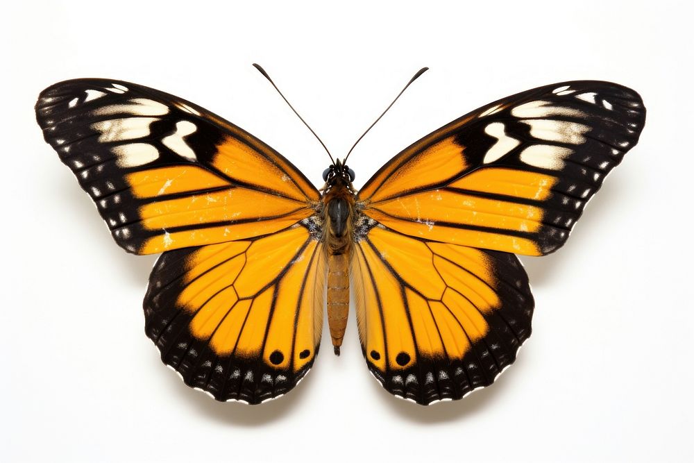 Butterflies butterfly animal insect. AI generated Image by rawpixel.