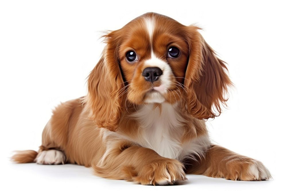 Cavalier King Charles Spaniel spaniel puppy animal. AI generated Image by rawpixel.