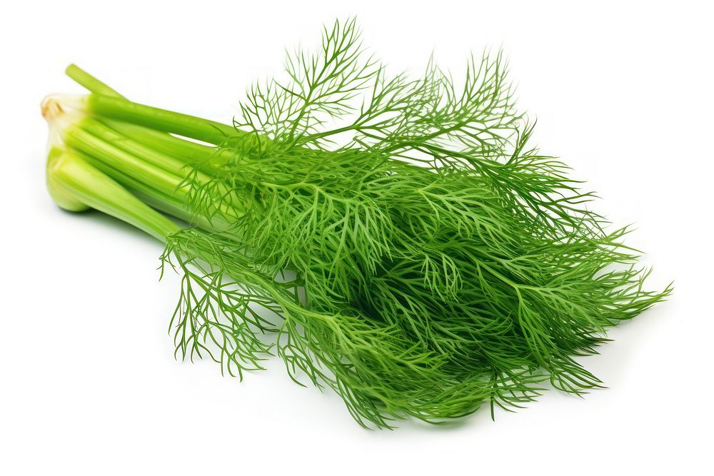 Dill plant food white background.