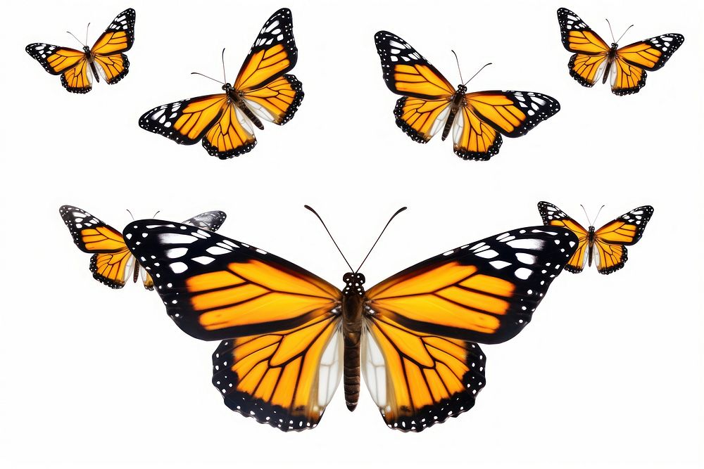Flying butterflies butterfly animal insect. AI generated Image by rawpixel.
