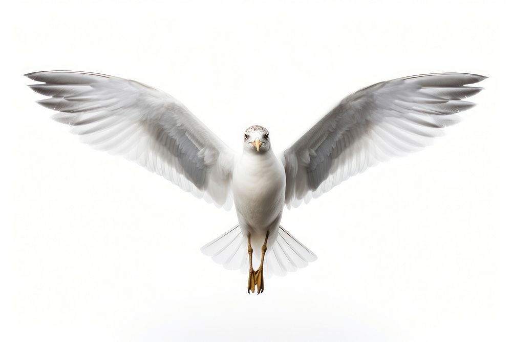 Gull bird seagull animal flying.