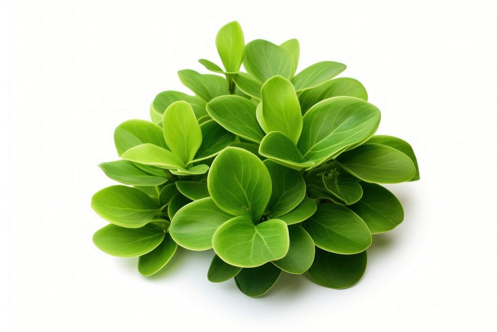 Hawaiian ti plant green herbs leaf.