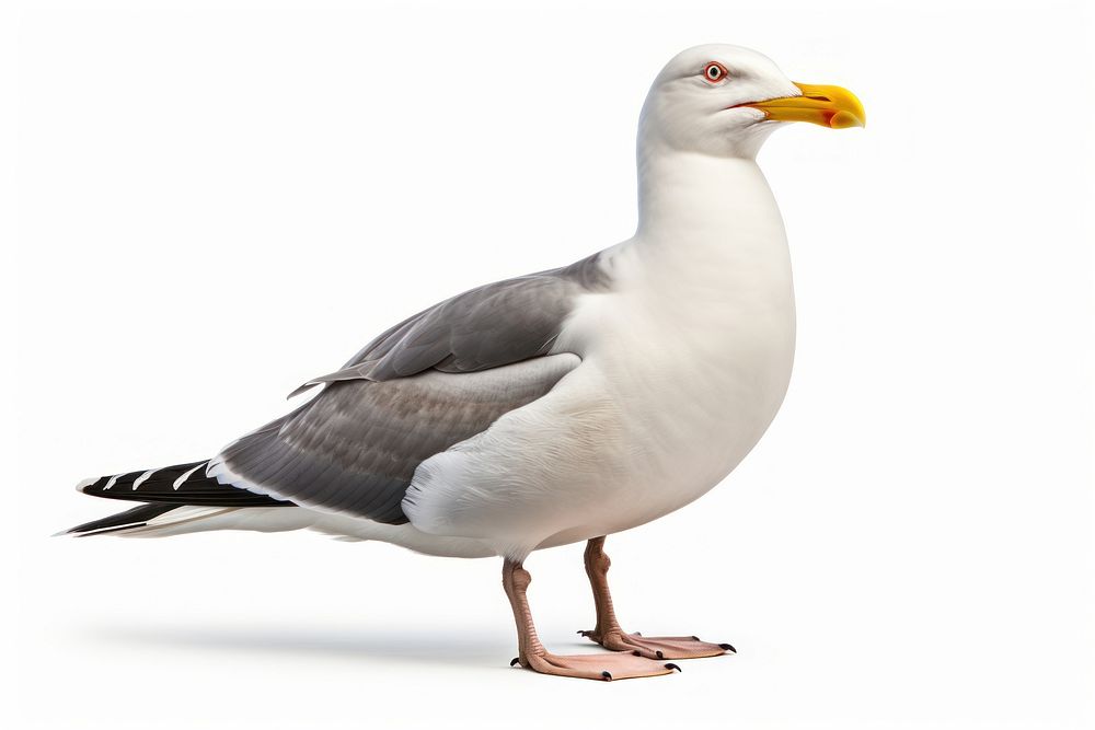 Western gull bird seagull animal goose.