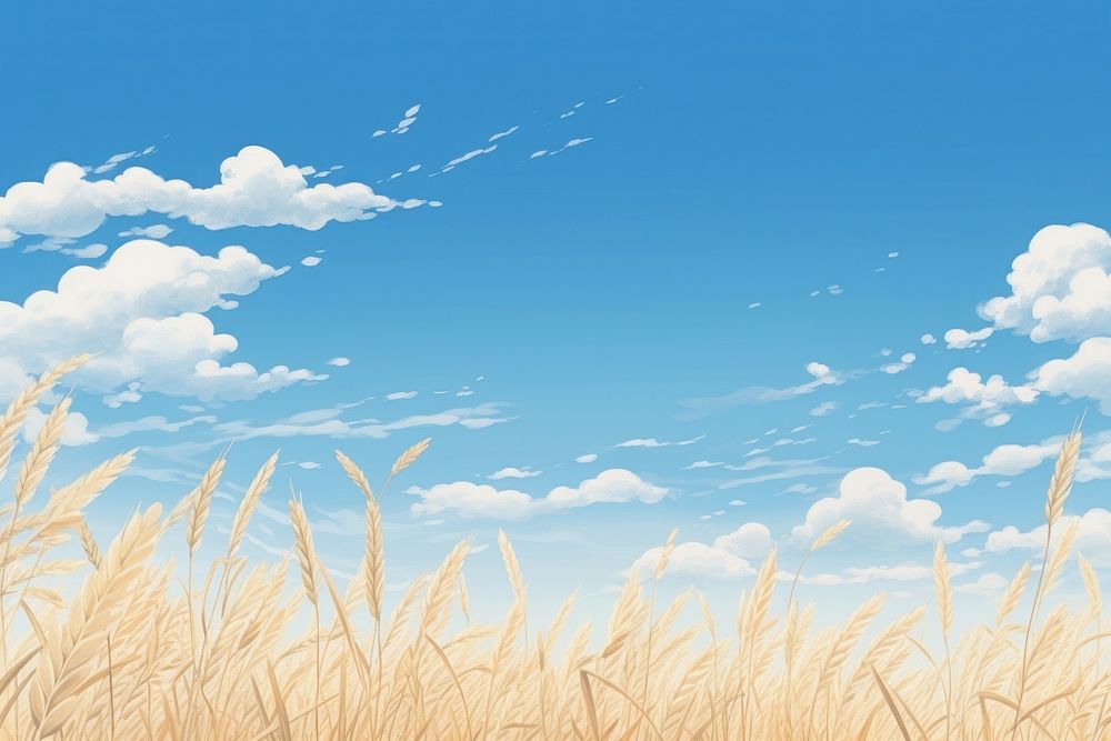 Blue sky and wheat field backgrounds outdoors horizon.