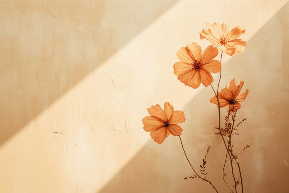 Flower on a clean wall and the sun shines in architecture plant petal.