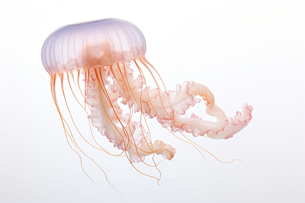 Box jellyfish animal invertebrate zooplankton.