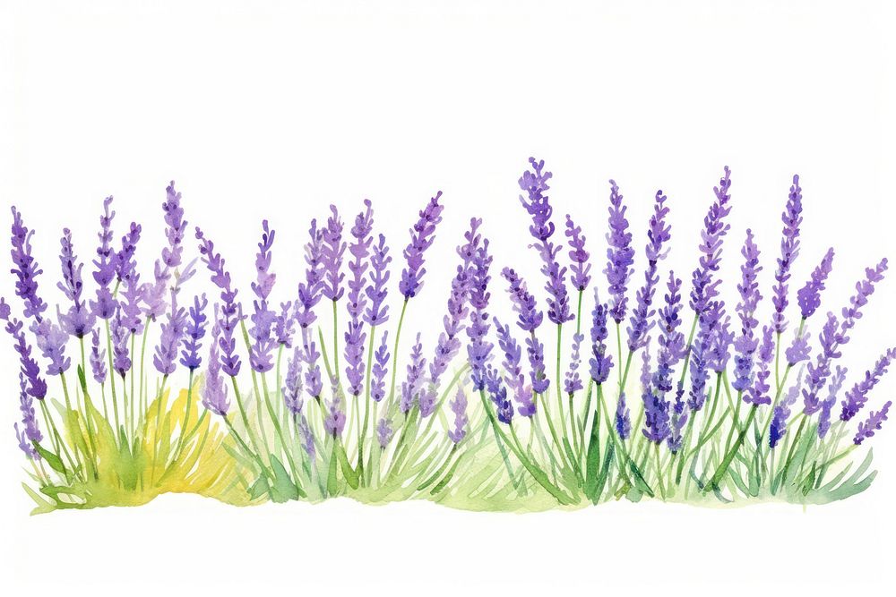 Lavender border flower plant white background.