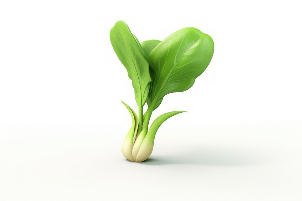 Bok choy vegetable plant leaf.