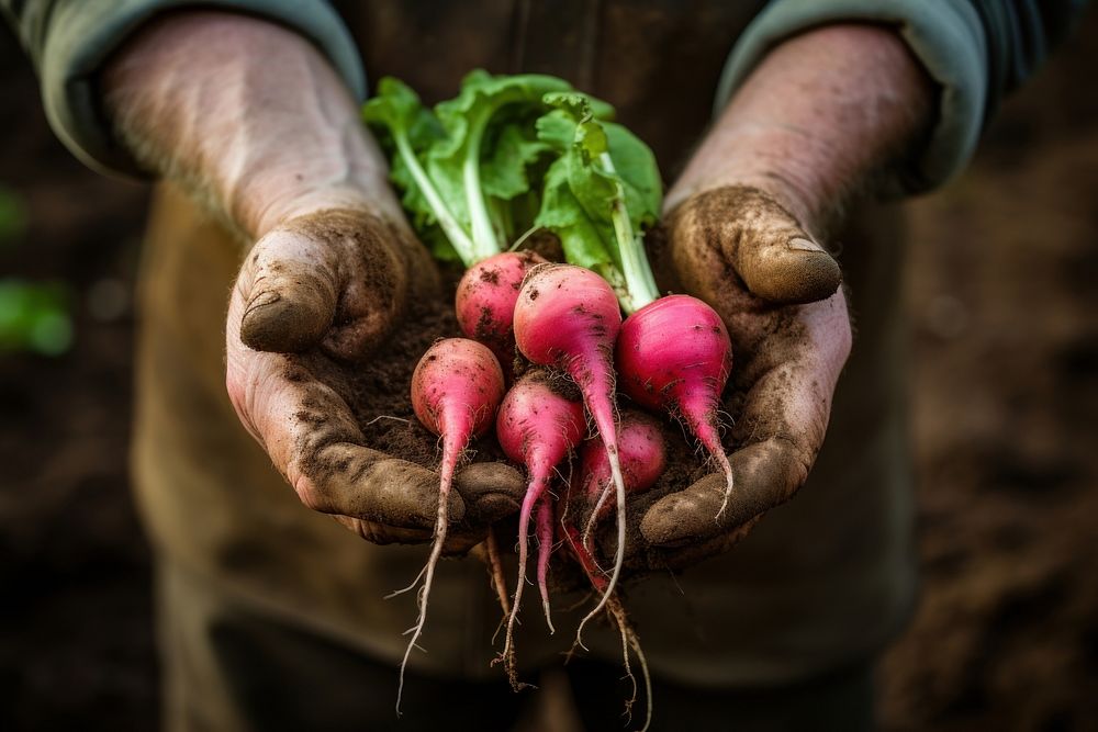 Radish vegetable holding farmer. AI generated Image by rawpixel.