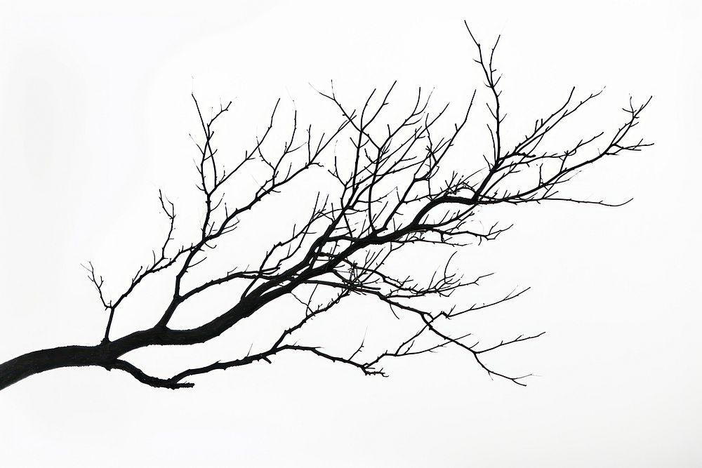 Branch silhouette drawing plant.